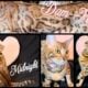 Purebred Bengal KITTENS (light gold eyes)