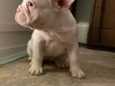French bulldogs for sale