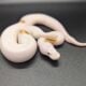 Pastel Enchi Russo Pied Female