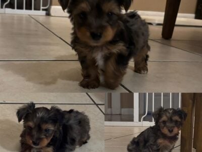 Yorkie Puppies