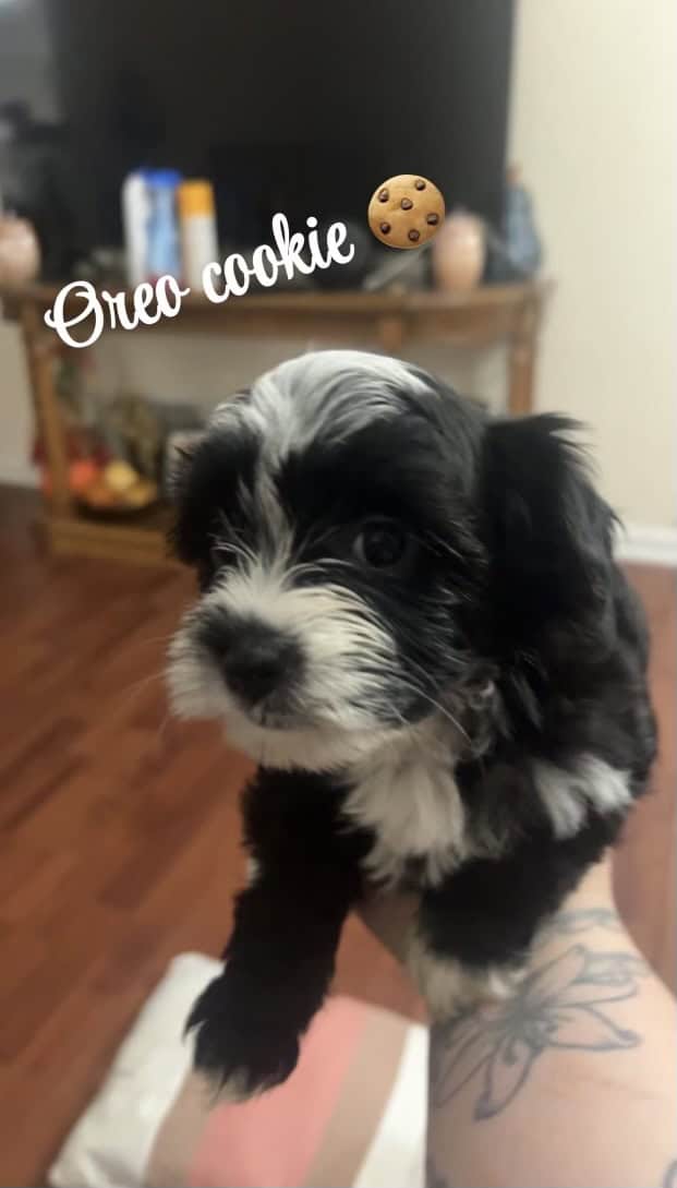 maltese-mixed-with-miniature-schnauzer-puppies-petclassifieds