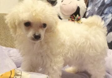 Gorgeous Maltipoo Pups Ready Now ,Lockport NY