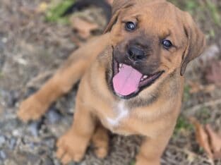 Boxer / Rottwieler Puppy