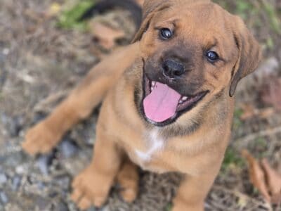 Boxer / Rottwieler Puppy