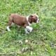 Boston terrier puppies