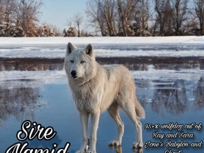 High content wolfdog litter due spring 2025