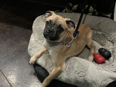 Pug and French Bulldog Mix