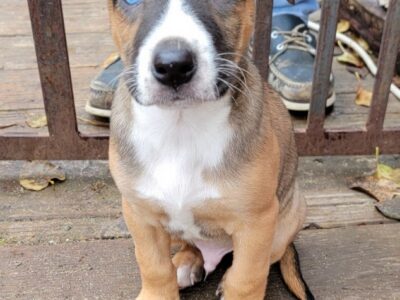 Belgian Malinois Mix Puppies