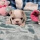 Cream Boston Terrier