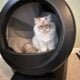 Siberian Cat