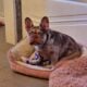 French bulldog for sale