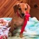 Bambi, Queen Elizabeth Pocket Beagle
