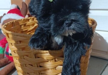Shih tzu puppies