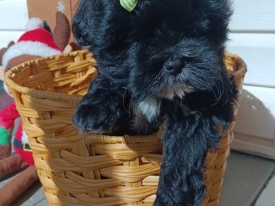 Shih tzu puppies