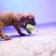 Cane Corso puppies ready for their new home!