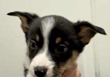 Auggie Puppies (Australian shepherd Corgi mix)