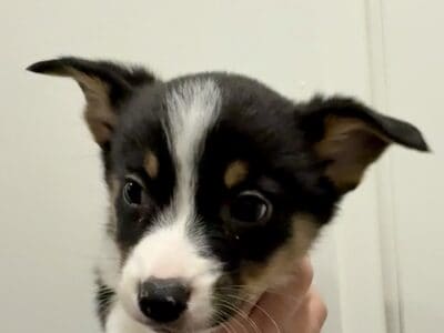 Auggie Puppies (Australian shepherd Corgi mix)