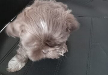 Shih tzu puppies for sale