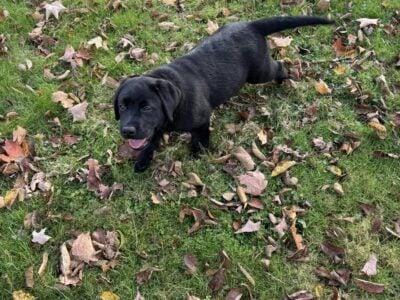 Labrador Retriever Ready to go
