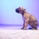 Cane Corso puppies ready for their new home!