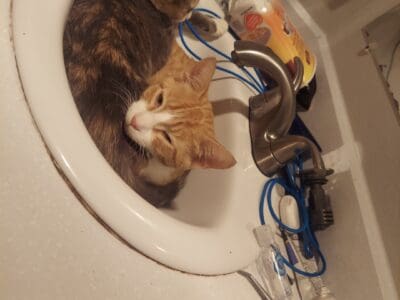 Sister & Bro (same litter) for Rehoming