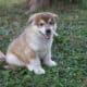Leda (Tamaskan Puppy)