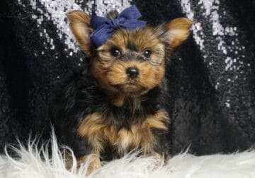 Apollo Yorkie