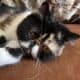 Exotic Shorthair Calico “Paisley”