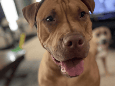 American Bully Lexi