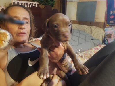 Pit bull puppy
