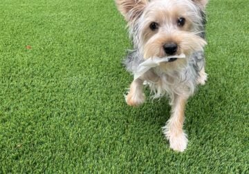 Yorkie 6month male