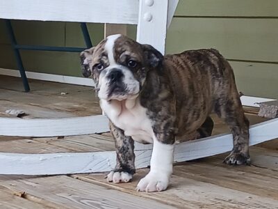 English Bulldog puppies