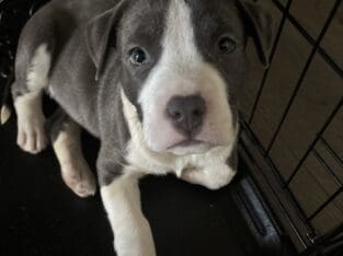 7 week old puppy