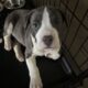 7 week old puppy