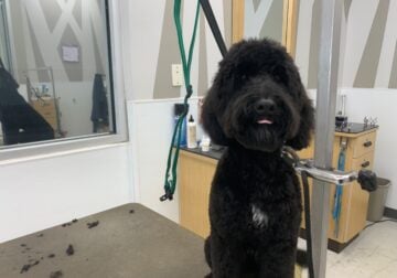 Whoodle for sale