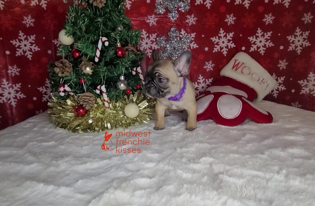 Tiny Frenchie Purple Collar Female 