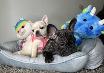 French Bulldog