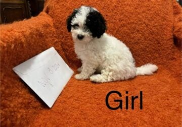 MaltiPoo Puppies 🐶