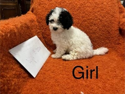 MaltiPoo Puppies 🐶