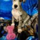 Royal Companion Great Danes