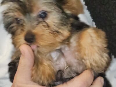 Tiny male yorkie puppy
