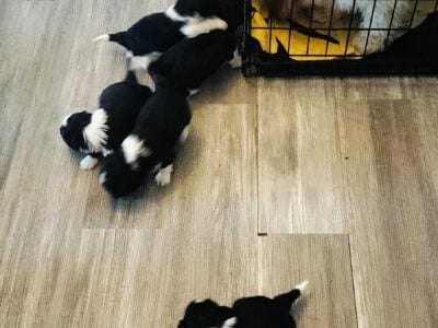 Shih tzu puppies 🩷🩵
