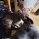 Shepherd/pitt/mastiff mix puppies
