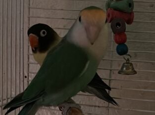 Female love birds