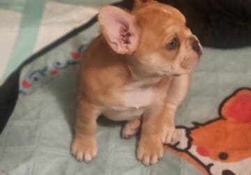 French Bulldog puppies for sale