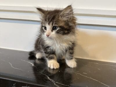 Siberian kittens