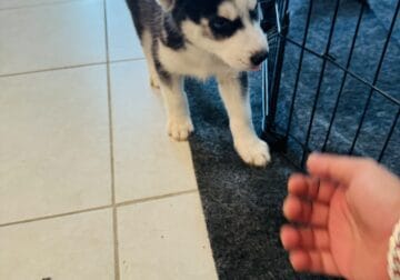 Siberian Huskies