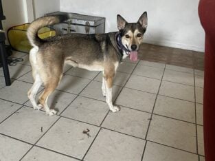 Free dog and looking for good home