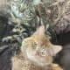 Half Bangal boy kitten NOT FIXED