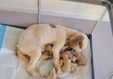 Doodle puppies